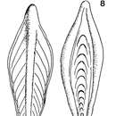 Image of <i>Pseudotribrachia albiensis</i> Colom 1982