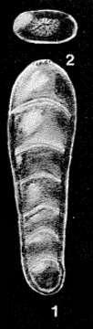 Слика од Pseudolingulina advena McCulloch 1977