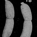 Image of Botuloides pauciloculus Zheng 1979
