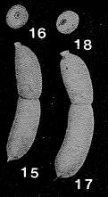 Image of Botuloides pauciloculus Zheng 1979