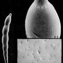 Image of Laevidentalina aphelis Loeblich & Tappan 1986