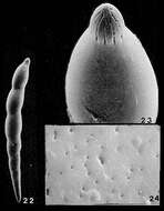 Image of Laevidentalina aphelis Loeblich & Tappan 1986