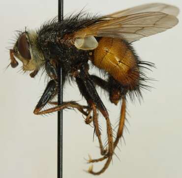 Image de Tachina fera (Linnaeus 1761)