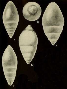 Image of Rectoglandulina appressa Loeblich & Tappan 1955