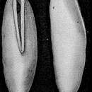 Image of Rimulina glabra d'Orbigny Em. Loeblich & Tappan 1955