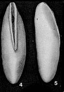 Image of Rimulina glabra d'Orbigny Em. Loeblich & Tappan 1955