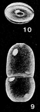 Image of Neolingulina viejoensis McCulloch 1977
