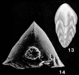 Image of Tristix liasina (Berthelin 1879)