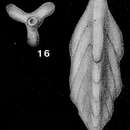 Image of Tribrachia inelegans Loeblich & Tappan 1950