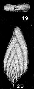 Image of Dyofrondicularia nipponica Asano 1936