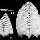 Image of Frondicularia complanata (Defrance ex Blainville 1824)