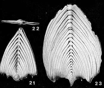 Image of Frondicularia complanata (Defrance ex Blainville 1824)