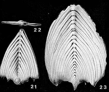 Frondicularia complanata (Defrance ex Blainville 1824) resmi