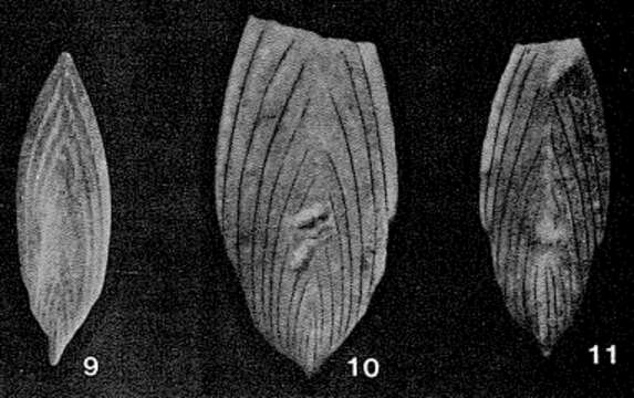 Image of Frondovaginulina inversa (Reuss 1844)