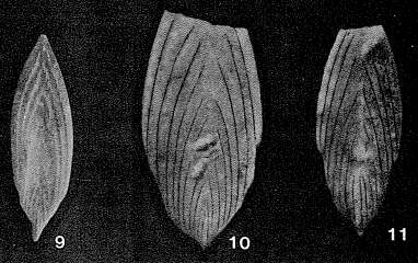 Image of Frondovaginulina inversa (Reuss 1844)