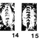 Image of Pachyphloia ovata Lange 1925