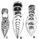 Image of Robustopachyphloia annectena Lin 1980