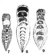 Image of Robustopachyphloia annectena Lin 1980