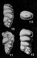 Image of Yneziella salsipuedensis Akpati 1966