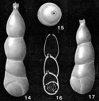 Image of Dimorphina tuberosa d'Orbigny 1826