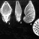 Image of Cribrolenticulina akersi Haman 1978