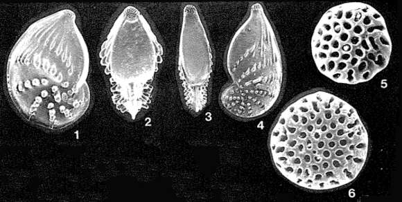 Image of Cribrolenticulina akersi Haman 1978