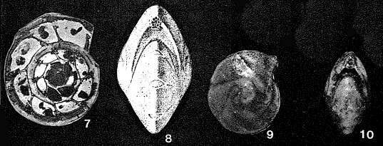 Image of Cribrorobulina serpens