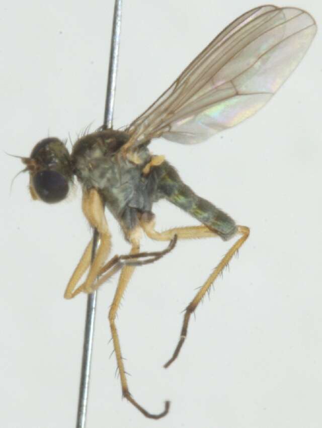 Image of Hydrophorinae