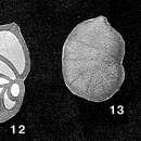 Image of Cristellariopsis punctata Rzehak 1895