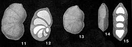Image of Cristellariopsis punctata Rzehak 1895