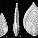 Image of Kyphopyxa christneri (Carsey 1926)