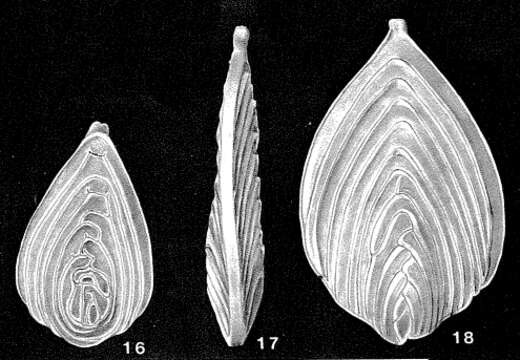 Image of Kyphopyxa christneri (Carsey 1926)