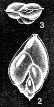 Image of Waldoschmittia angularis