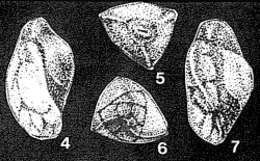 Image of Edhemia edhemi Aliyulla 1966