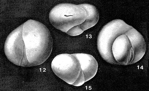 Image of Falsoguttulina wolburgi Bartenstein & Brand 1949