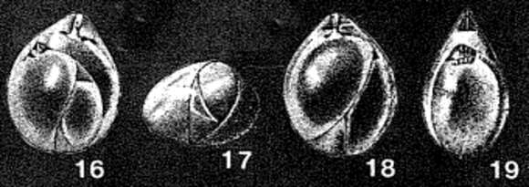 Image of Tobolia veronikae Dain 1958