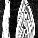 Image of Eupolymorphina hancocki McCulloch 1977