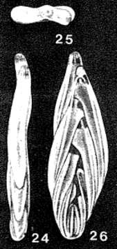 Image of Eupolymorphina hancocki McCulloch 1977