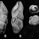 Image of Pseudopolymorphina hanzawai Cushman & Ozawa 1928