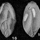 Image of Polymorphina burdigalensis d'Orbigny ex Deshayes 1832