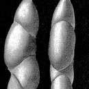 Image of Paleopolymorphina pleurostomelloides (Franke 1928)