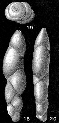 Image of Paleopolymorphina pleurostomelloides (Franke 1928)