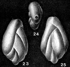 Image of Pealerina spatula (Lalicker 1950)