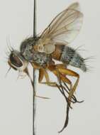 Image of Siphona maculata Staeger 1849