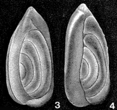 Image de Sigmoidella kagaensis Cushman & Ozawa 1928