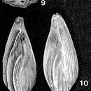 Image of Sigmomorphina yokoyamai Cushman & Ozawa 1928