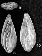 Image of Sigmomorphina yokoyamai Cushman & Ozawa 1928