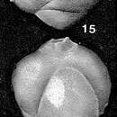 Image of Spirofrondicularia frondicularioides (Chapman 1894)