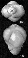 Image of Spirofrondicularia frondicularioides (Chapman 1894)