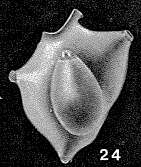 Image of Vitriwebbina sollasi Chapman 1892